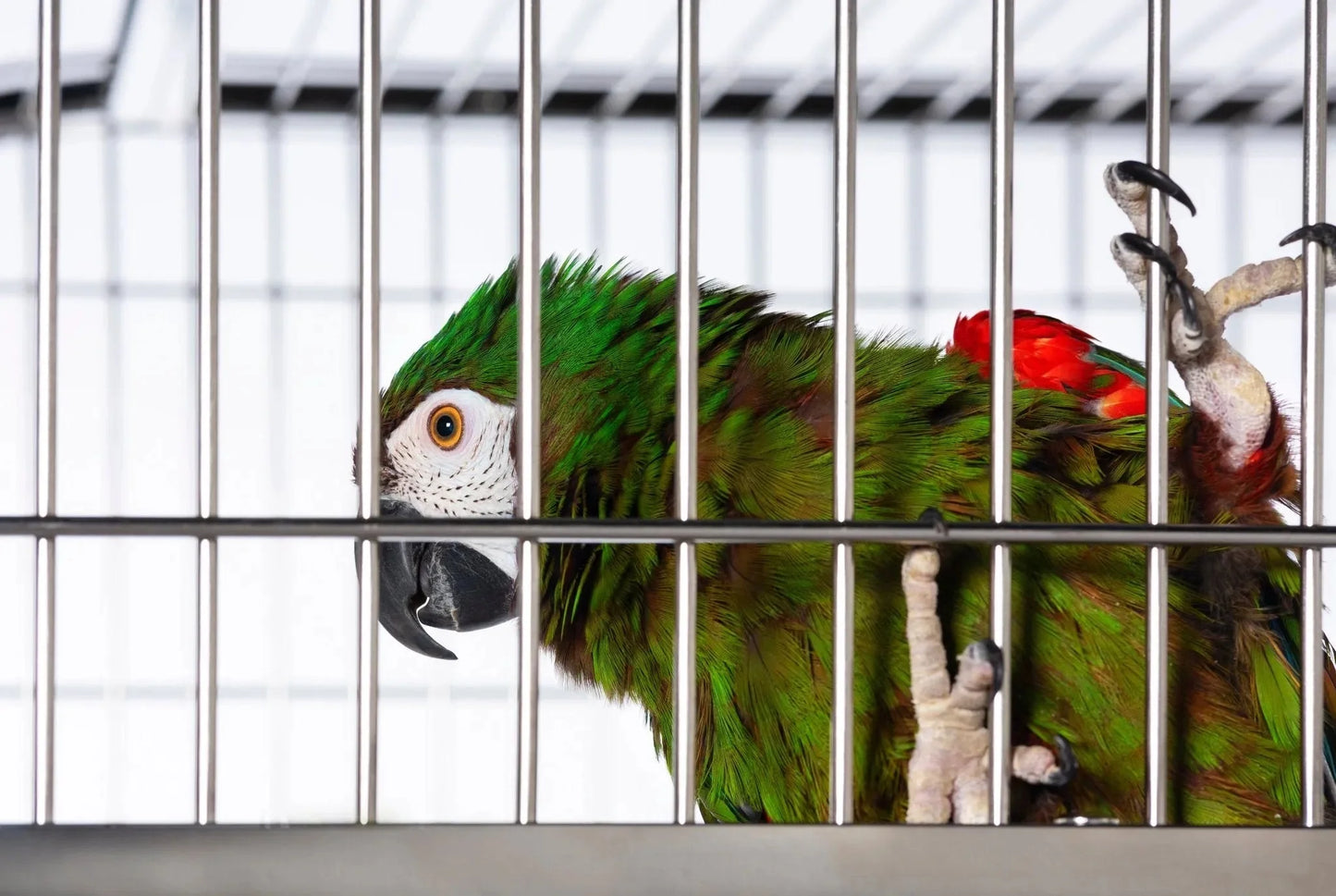Prevue Imperial Stainless Steel Bird Cage, Extra Large